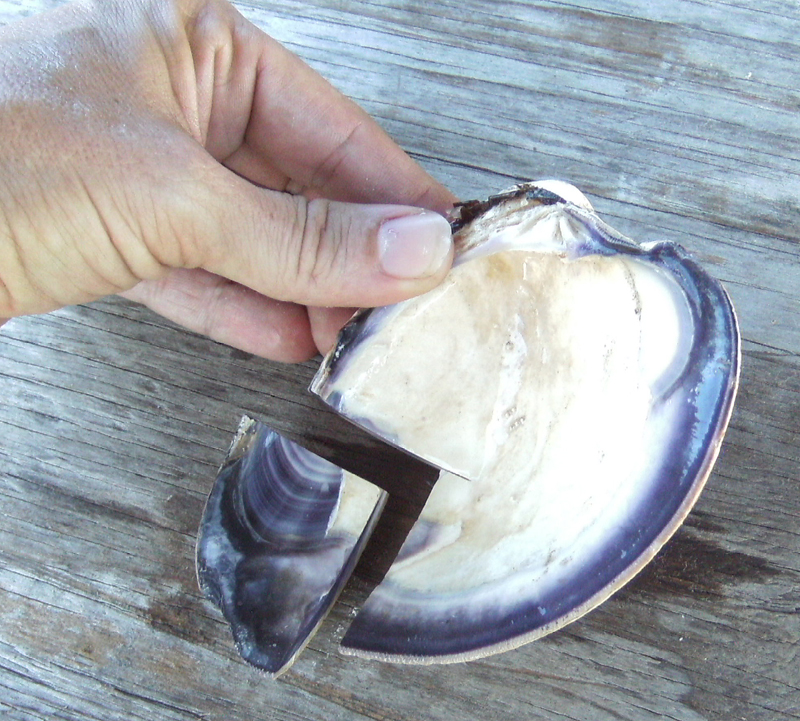 AMERICA's FIRST MONEY Great Gift See Description for Info Details about   QUAHOG WAMPUM SHELLS 